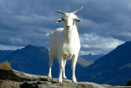 66669fdbd07f6ff1a177fe73_Mountain Goat.png