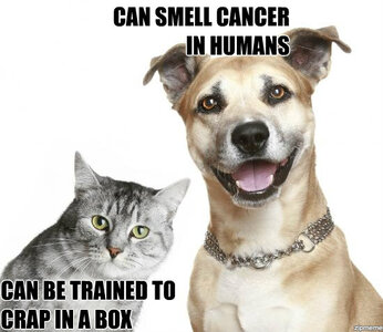 cats suck dog trained.jpg