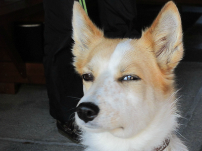 skeptical dog.png