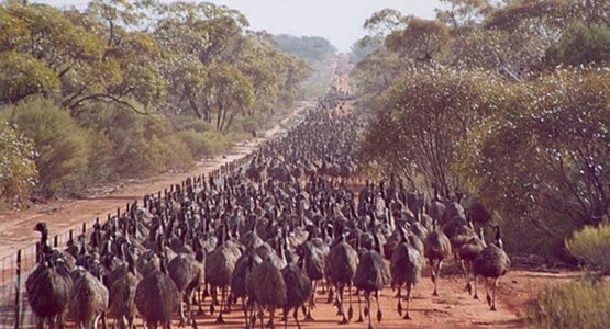 emu_state_barrier_fence_emu_wars.jpg