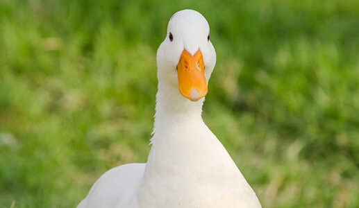 white-pekin-duck-breed.jpg