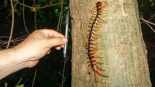 giant-centipede-l.webp