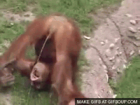 IMG_6414.gif