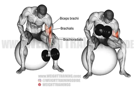 Dumbbell-concentration-curl-on-a-stability-ball.webp