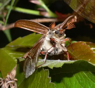 may-bug-cockchafer-by-bramblejungle-cc-by-nc-2.0-flickr.com_.webp