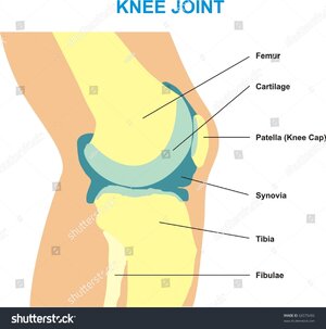 stock-photo-knee-joint-cross-section-showing-the-major-parts-which-made-the-knee-joint-femur-c...jpg