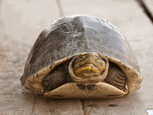 1745725770006.gif