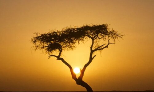 lonliest tree-tenere-niger-africa.JPG