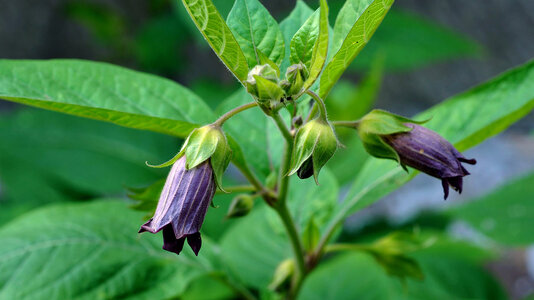 deadly-nightshade-in-flower-.jpg