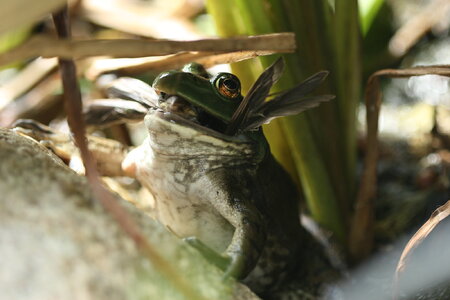 frog.jpg