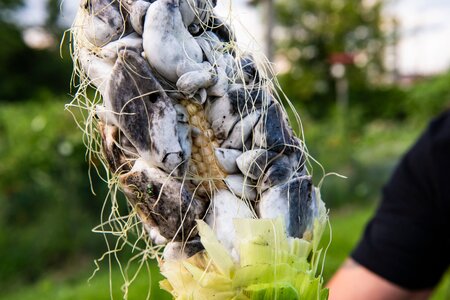 huitlacoche.jpg