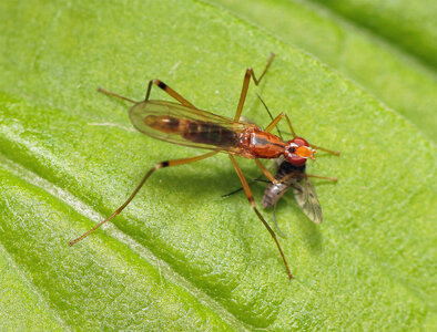 weirdfly.jpg