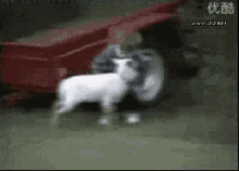 goat.gif