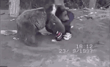 bear.gif