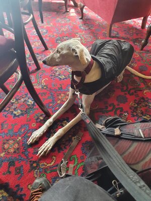 pubbe-dogge.jpg