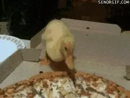 DUCK.webp