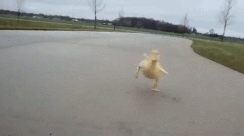 Goobyduck.gif