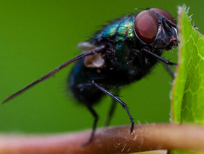 fly5.jpg