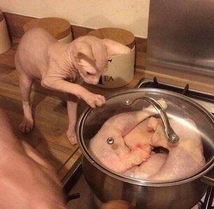CatChicken.jpg