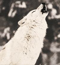1000018799.gif