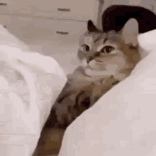 cat-pull-cat-snatch.gif