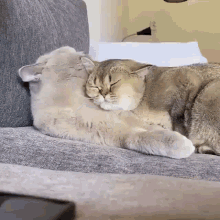 cat-test.gif