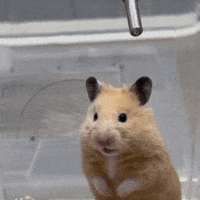 200.gif