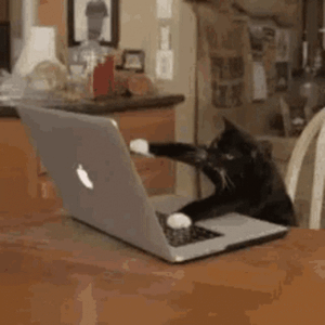 cat-typing.gif