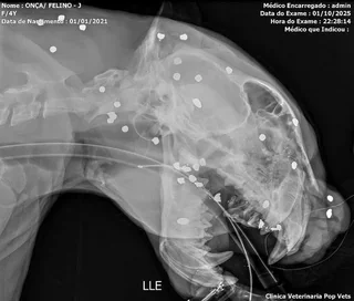 x-ray-shows-more-than-30-bullet-fragments-in-jaguar-rescued-v0-qcogkvyb8wsf1.webp