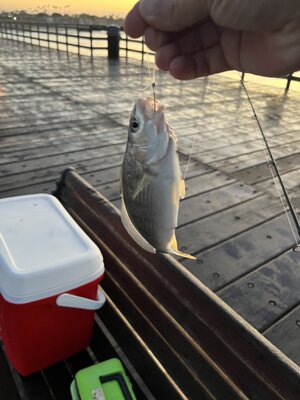 IMG_4570.jpeg IMG_4570.jpeg