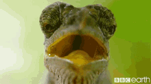 animal-frog.gif animal-frog.gif
