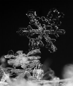 flake2.jpg