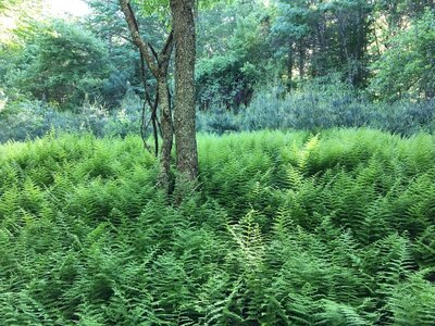 ferns.jpg
