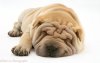 15366-Shar-pei-pup-asleep-white-background.jpg