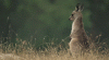 kangaroo reported.gif