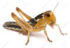 11187944-Asian-Cricket-in-front-of-white-background-Stock-Photo-cricket-insect-grasshopper.jpg