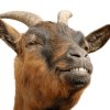 smiling-goat.jpg