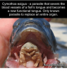cymothoa-exigua-a-parasite-that-severs-the-blood-vessels-of-28153890.png