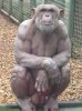 gorilla-and-chimpanzee-testicles-vs-human-21788106.jpg