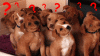 image.gif