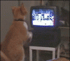 Cat-tv-boxing-show-legs-fight.gif
