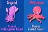 1200-609672-squid-vs-octopus-whats-the-difference.jpg