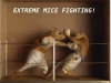 Mice fighting.png