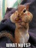 Chubby-Cheeks-Squirrel-Nuts.jpg