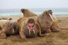 ronda walrus.jpg