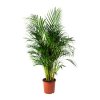 chrysalidocarpus-lutescens-potted-plant-areca-palm__0653973_pe708202_s31.jpg
