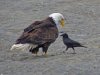 bald-eagle-and-northwestern-crow_595.jpg
