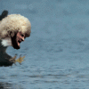 D430E556-5DC3-459E-978E-192D05D770FC.gif