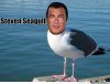 just-steven-seagull_o_1036700.jpg