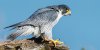 bird_peregrine-falcon_600x300.jpg